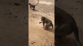 Feeding Joey monkey ep155 #monkeyaction #monkeyliving #monkey