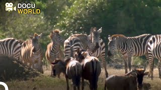 Are cheetahs very adept at catching their prey? | Wild Ones