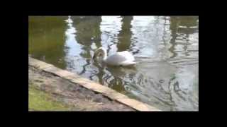 Cygne au Parc Josaphat le 23 mars 2012