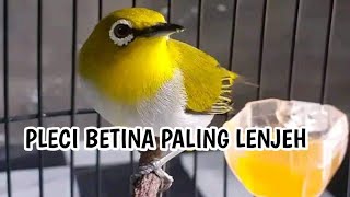 pleci betina call lenjehnya bikin jangan naik birahi dan nembak