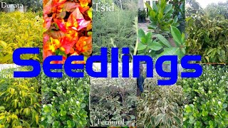 የአበባ ዓይነቶች-የችግኝ ዓይነቶች | Types of Seedling | Seedlings-Best Seedlings-Kinds of Seedlings