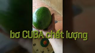 Bơ CUBA chất lượng cao