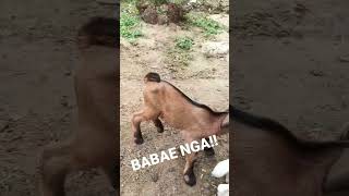 CUTE BABY GOATS VIDEOS