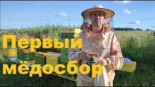 Мёдосбор 2024 - первая качка