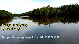 AWALNYA SUNGAI INI DI REMEH KAN....SETELAH DI PANCING APA YANG TERJADI @pemancing tv