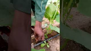 how to prune cucumber plant