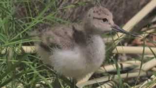 American Avocet at International Bird Rescue