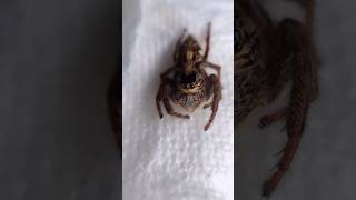 Unboxing the LARGEST jumping spider on the planet! #jumpingspider #shorts