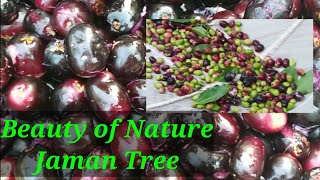 Beauty of Nature Jaman Tree Garden tour by Taste of home cooking