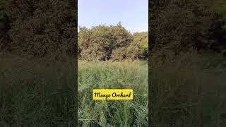 Mango Orchard at Paharpur Subas #travel #ytshorts #shorts