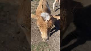 Goats having fun #animal #animals #goats