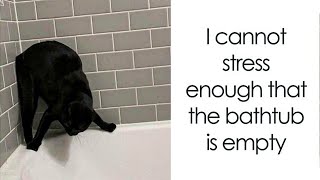 Memes That Cat Owners Can Relate To