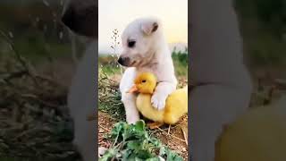 Cute dog and duck frendship #shorts #trending #animal #viral #love #funnyshorts