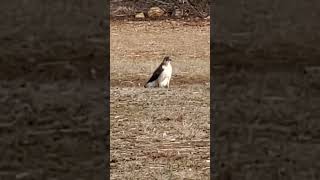 Red-tailed hawk just chillin in a mud puddle! #redtailedhawk