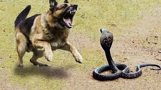 Hund Gegen Schlange Anti-Wilderei-Hund Von Python-Jagd Und Unerwarteten Ergebnissen Angegriffen