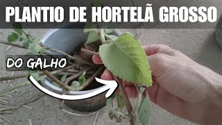 Sítio 20 - aprenda a adubar e plantar o hortelã grosso utilizando o galho da planta