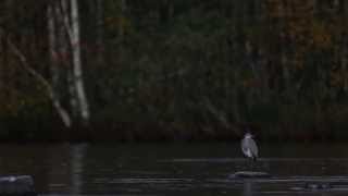 Magic moment - Grey Herons Talking in Moonlight