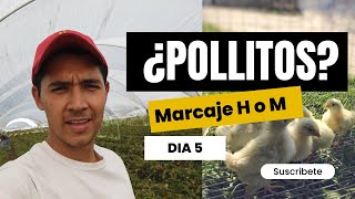 ✅ ¿Como MARCAR POLLOS recién nacidos? 🐣Ya nacieron mas Leghorn‼️ #leghorn #gallinablanca