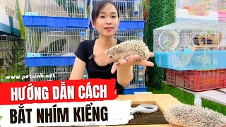 Bắt nhím như thế nào đúng cách