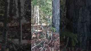 ruffed grouse