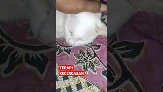 TERAPI KECERDASAN #shorts #kucing #kucinglucu #kucingkampung #cats #viralshorts #istanalokajaya