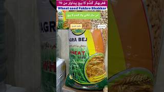 Gandum ka tagra beej | Fakhre Bhakkar Wheat Seed variety benefits potential yield 70 Mann Kisanghar