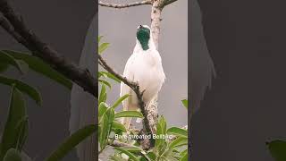 Bell bird , most beautiful sound bird 😱 #shorts #shortvideo #animals #birds