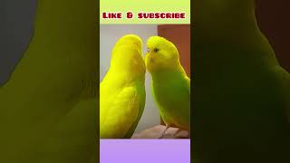 Budgie singing to Mirror | Budgie sounds #budgies #cute #parrot #parakeet #shorts