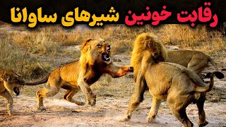 لحظات هیجان انگیز از تنش  شیرهای وحشی ساوانا😱