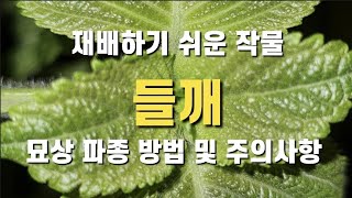 [들깨재배] 들깨 파종 방법/들깨 묘상 파종 방법 및 주의 사항입니다