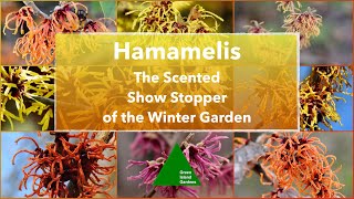 Hamamelis - 🎋 The Scented Show Stopper of the Winter Garden