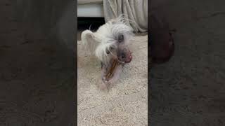 ASMR dog eating a raw bone