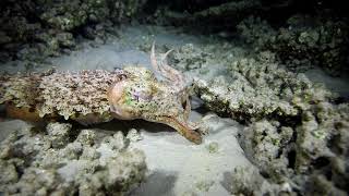 Cuttlefish hypnotic attack