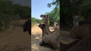 تفرك الجمال أكتاف بعضها البعض لإزالة الحكة #camel #animals #desert #camellife #shorts