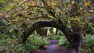 Rainforests, mountains, waterfalls and beaches - Olympic National park - Washington, USA