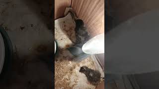 Black 🖤🖤 #hen #incubator #business Home Made Incubator Hatchery