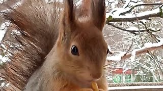 Бусинка зашла перекусить ⛄❄❄❄🐾🏡😋🌰🐿❤#белка #белочка #squirrel