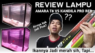 DUEL LAMPU KANDILA PRO RED VIEW vs AMARA T8 AA , "Selisih harganya Lumayan Loh!! "