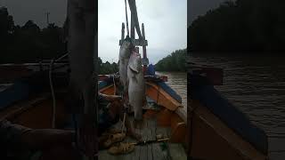 Ayah Pulang Mancing Bun!! Bawa Ikan Barramudi#Short