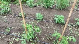 Grădina de legume - 01.06.2022