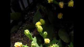 Cactus Bloom Timelapse