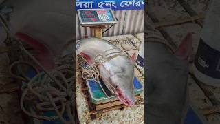 Biggest pangas fish from ganga river, 25kg ওজনের পাঙ্গাস মাছ পেলাম গঙ্গা থেকে🤯 #fish  #shark #ইলিশ