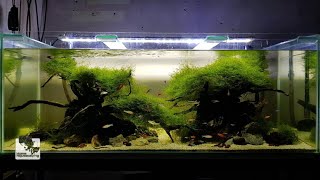 Nature Aquascape 9month UPDATE (HOW TO: No CO2)