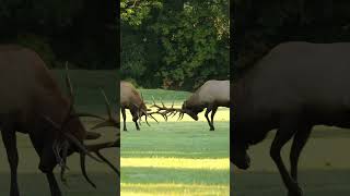 🤔Elk  loves to lockhorn when  fighting