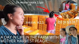 A DAY IN LIFE ON THE FARM WITH MY MOTHER HARVEST PEACH 🍑 NAG ENJOY MAMITAS LAKI NG BUNGA NYA NGAYON