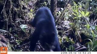 Spectacled Bear in EcoMinga's Dracula Reserve