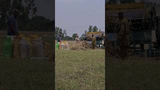 gandam ki katai #villagelife #shortvideo #shorts