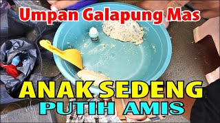 Umpan Fenomenal Anak Sedeng Putih Amis, Cocok Untuk Galapung Mas