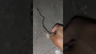 a common wolf snake 🐍 rescue by snake library Team #indian