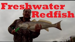 Smokin' FRESHWATER Redfish | Calaveras Lake